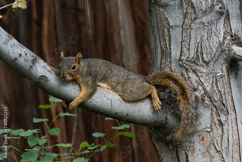 Lazy Fox Squirrel Lounging after a Rough Morning