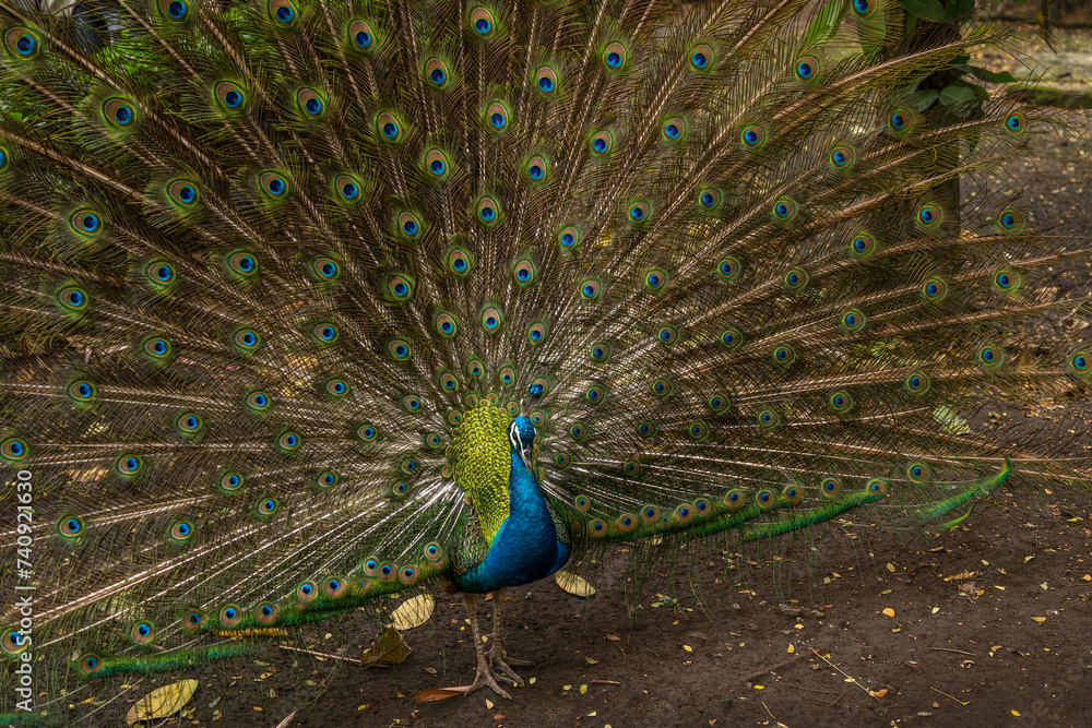 Naklejka premium A lonely peacock stands in the forest.