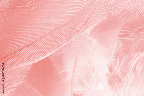 Beautiful soft pink feather wing pattern texture background