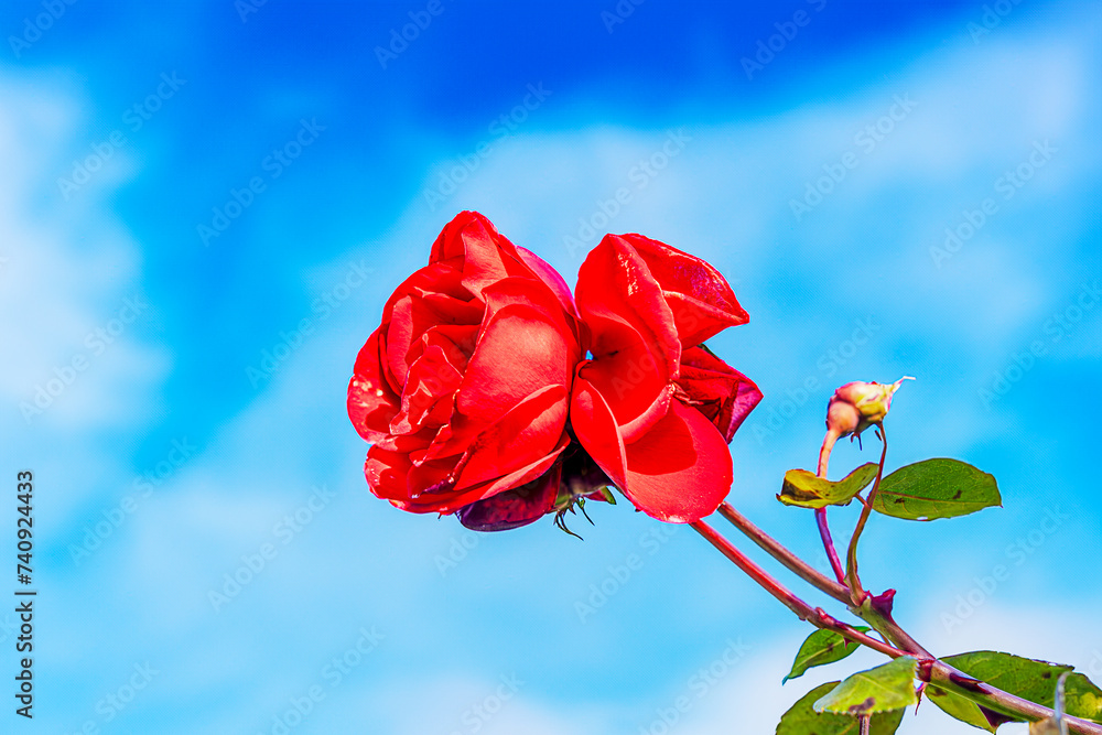 Nahaufnahme einer himmlischer Rose