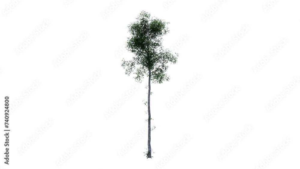 Fototapeta premium tree side view top dicut png