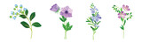Purple Flowers on Green Stem as Meadow or Field Plant Vector Set