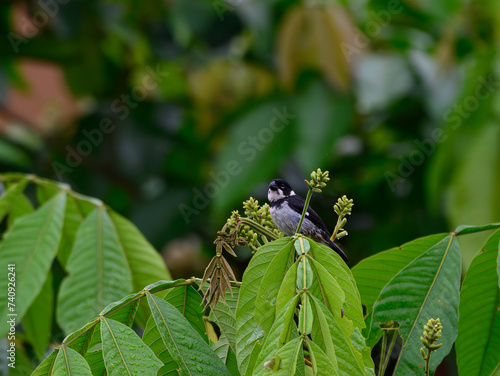 Wing-barred Seedeater in the Mindo Cloud Forest photo