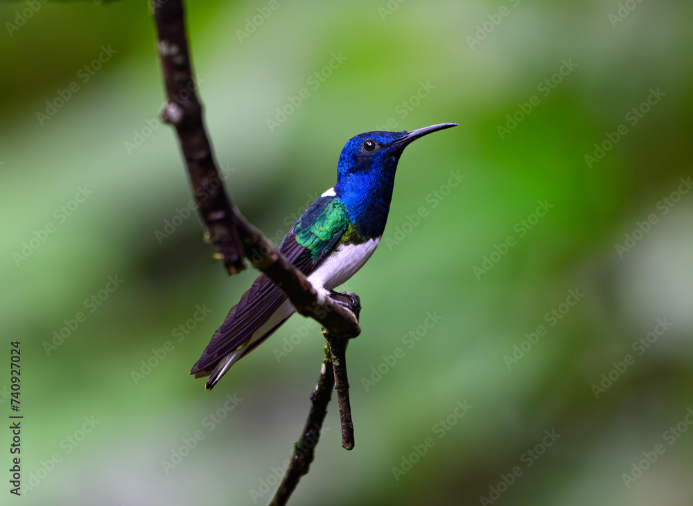A White-necked Jacobin Hummingbird Perched on a Branch A White-necked Jacobin Hummingbird Perched on a Branch