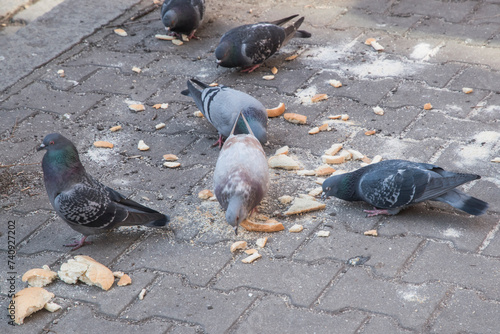 City pigeons eating bread on street pavement