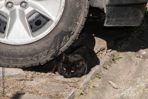 Adorable stray street cat closeup
