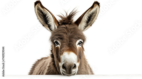 Donkey isolated on white background photo