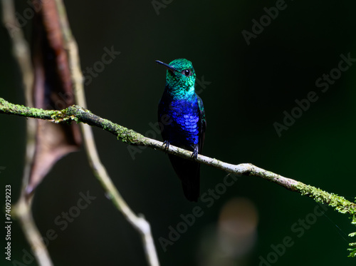 A Striking (Green) Crowned Woodnymph Reflecting sunshine while Perched on a Branch