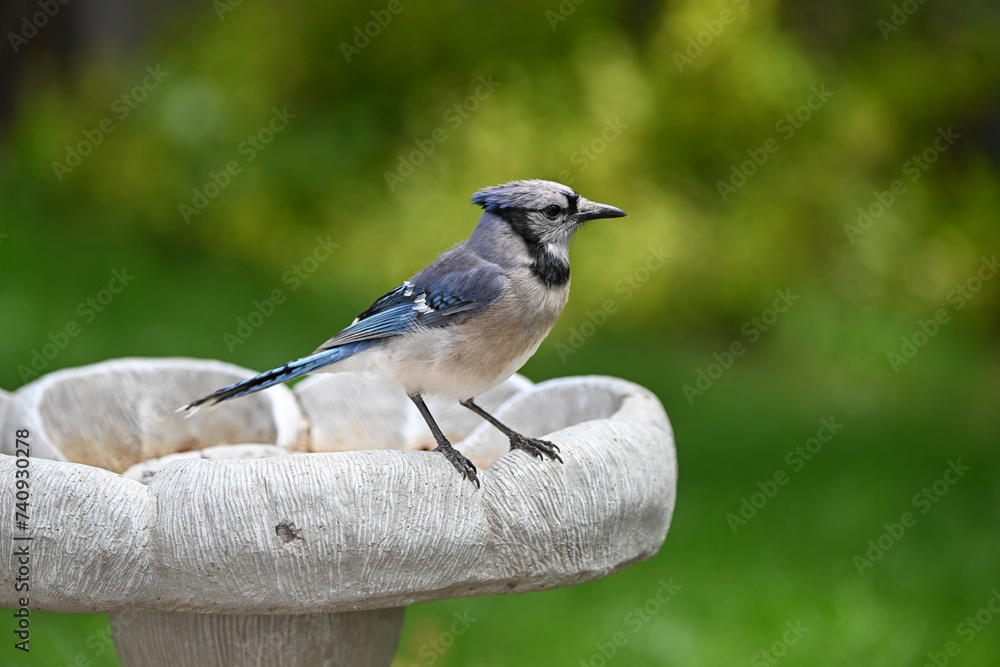 Fototapeta premium Blue jay Profile at Birdbath