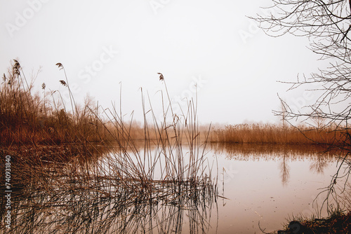 A lake surrounded by tall grass and trees under a cloudy sky