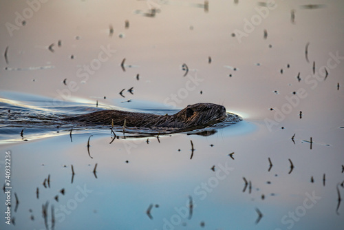 visuale dettagliata di una nutria che nuota nell'acqua di un canale, in un area naturale in campagna, al tramonto photo