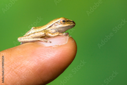 Polypedates leucomystax is a species in the shrub frog family Rhacophoridae. It is known under numerous common names, including common tree frog
