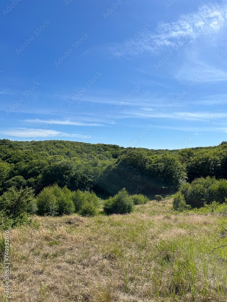 Obraz premium landscape with trees and sky