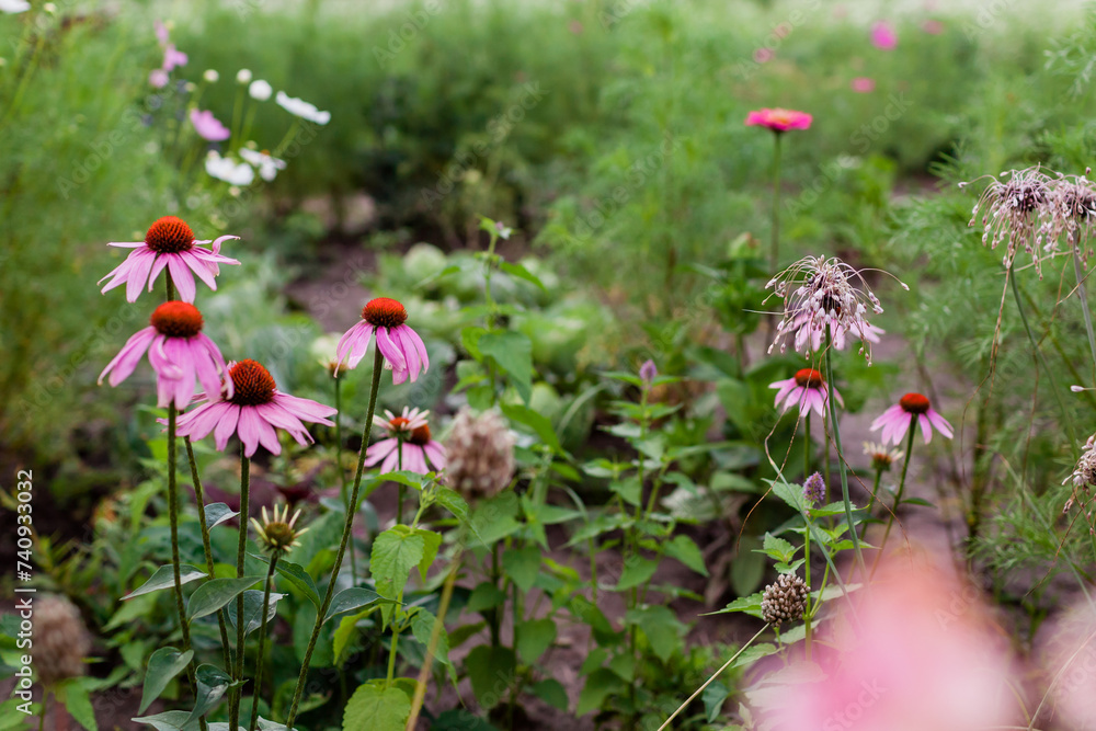 Coneflower blooming by alliums, cosmos and zinnias in summer garden. Echinacea grows by agastache on flower bed. Coneflower blooming by alliums, cosmos and zinnias in summer garden. Echinacea grows by agastache on flower bed.