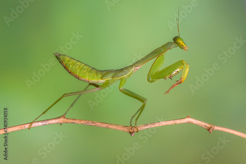 The praying mantis is any insect of the order Mantodea