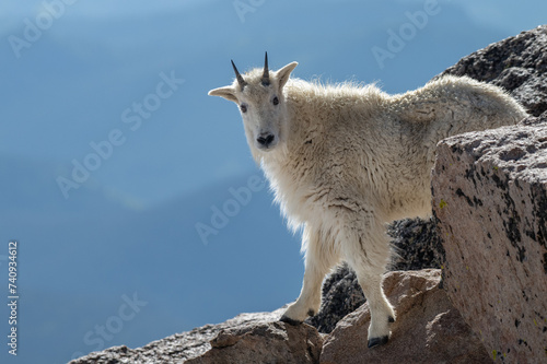 Young Mountain Goat Peering out among the Rocky Boulders