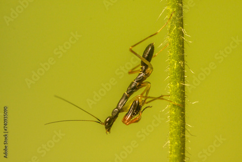 Odontomantis planiceps is a small mantis, with adult size ranging from 1.4 cm for males and 2.0 cm for females. It is commonly called the Asian ant mantis because it exhibits batesian mimicry in it photo