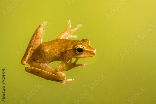 Polypedates leucomystax is a species in the shrub frog family Rhacophoridae. It is known under numerous common names, including common tree frog photo