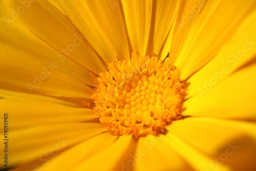 Close up of a marigold  Common marigold  Calendula officinalis 