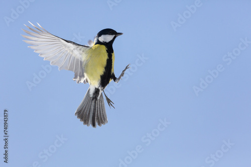 Bird flying on sky background. The great tit (Parus major)