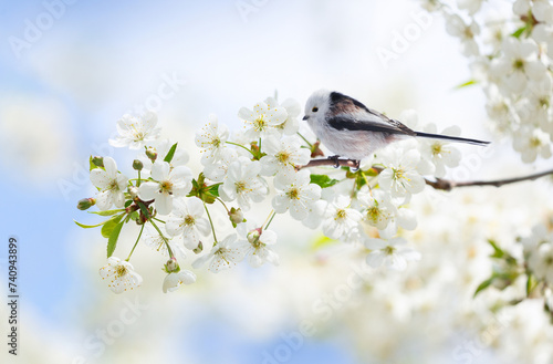 Little bird perching on branch of blooming cherry tree. Long-tailed tit or bushtit (Aegithalos caudatus)