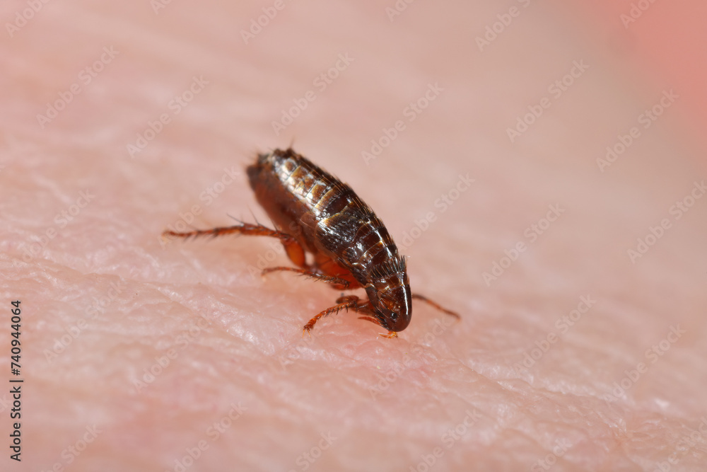 Flea. Insect biting and drinking blood on human skin. Flea. Insect biting and drinking blood on human skin.
