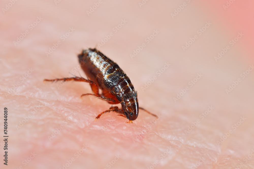 Naklejka premium A flea biting on the skin of human hand, drinking blood. A nuisance parasite of domestic animals and humans. A carrier of disease-causing microorganisms