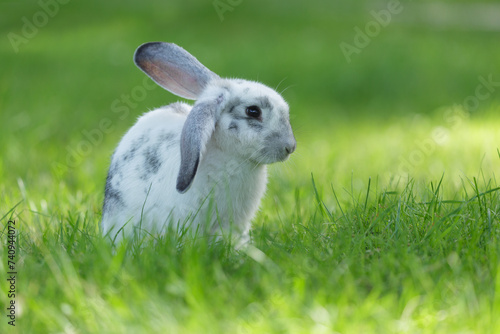 Little rabbit sitting in grass in a garden. Bunny over green background. Summer time