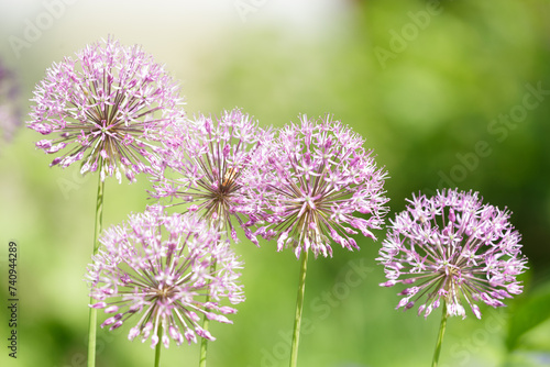blooming purple allium flowers or giant onion in a garden