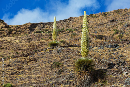 Puya photo