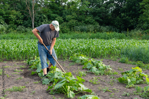 Obraz na plátně Senior man remove weeds from the pumpkin bed