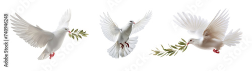 Flying white dove and olive branch. Symbol of peace. White Pigeon Isolated cutout on transparent background