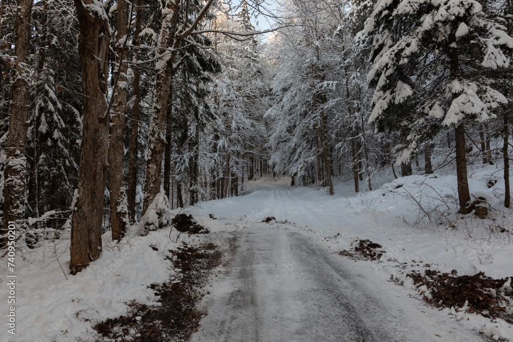 Ampia visuale panoramica che mostra una strada sterrata che attraversa un bosco in un ambiente di montagna, completamente innevato e all'ombra, durante un freddo pomeriggio d'inverno, con cielo sereno Ampia visuale panoramica che mostra una strada sterrata che attraversa un bosco in un ambiente di montagna, completamente innevato e all'ombra, durante un freddo pomeriggio d'inverno, con cielo sereno