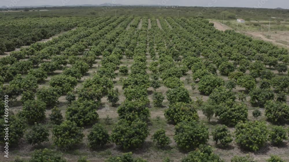 Aerial view of orange field Aerial view of orange field