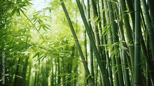 Beautiful bamboo forest