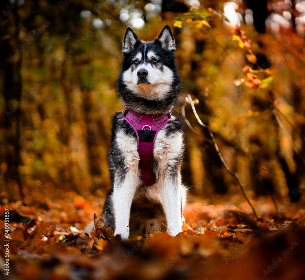 Husky in the grass sunset Husky in the grass sunset