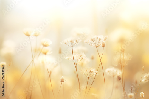 Gentle Sunrise Light on Delicate Wildflowers