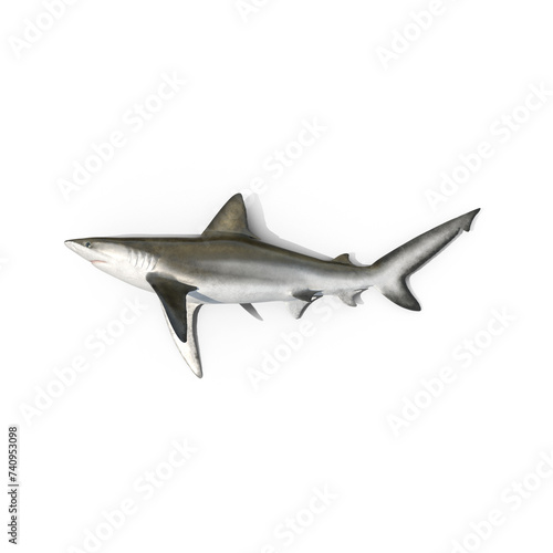 Beached Bignose Shark