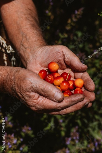 A handful of cherries in the hands of grandfather 