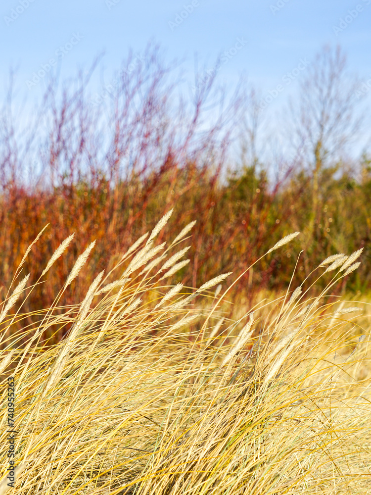 Golden dry grasses bent in the wind against a blurred background , Baltic sea coast dunes in winter Golden dry grasses bent in the wind against a blurred background , Baltic sea coast dunes in winter