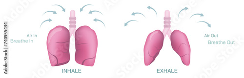 spiration or ventilation vector illustration. the action of breathing and the function of lungs. lungs vector images. smoker and non smoker lungs. Breathe in, breathe out.