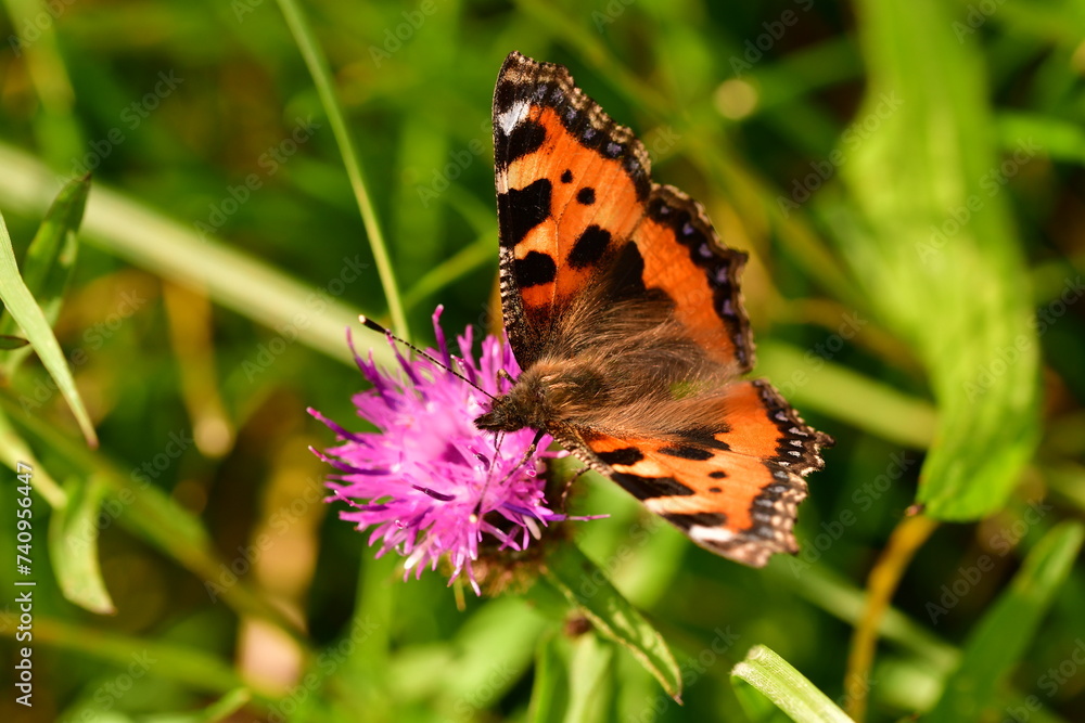 Obraz premium Small Tortoiseshell (Aglais urticae) butterfly on flower, Kilkenny, Ireland 