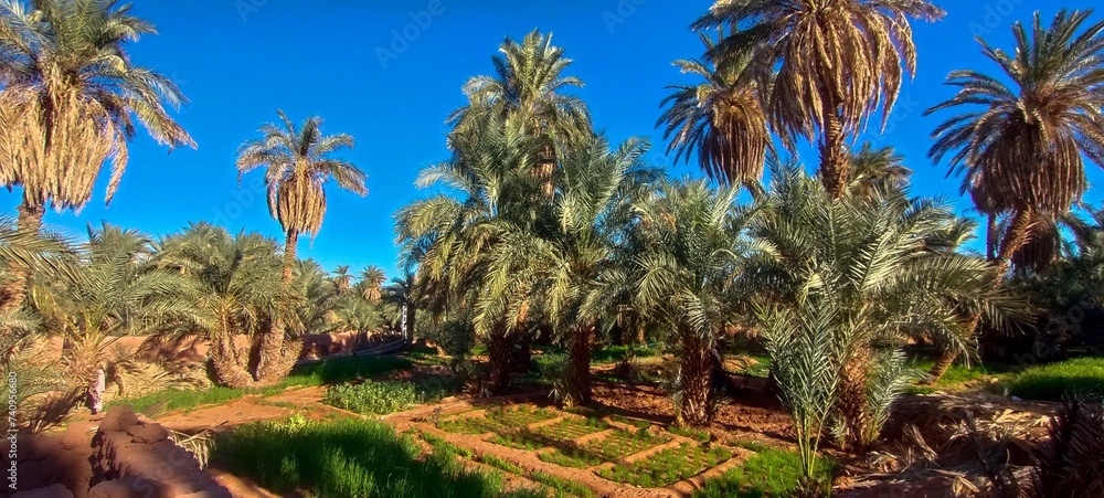 A sweeping panorama captures the oasis nestled in the midst of fine sandy desert, with agricultural fields stretching at the base of palm trees beneath a partly cloudy blue sky in Timimoun, Algeria.