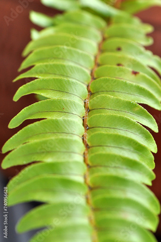 folhas de samanbaia planta verde claro  photo