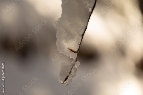 vista macro di un sottile ramo di un albero e alcune piccole gemme, parzialmente coperto dalla neve, illuminato in controluce dal sole, su sfondo completamente sfocato e con variazioni di luci e ombre photo