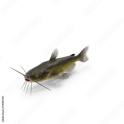 Channel Catfish PNG