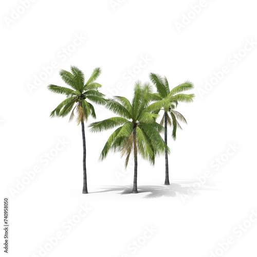 Palm Tree Cocos Nucifera