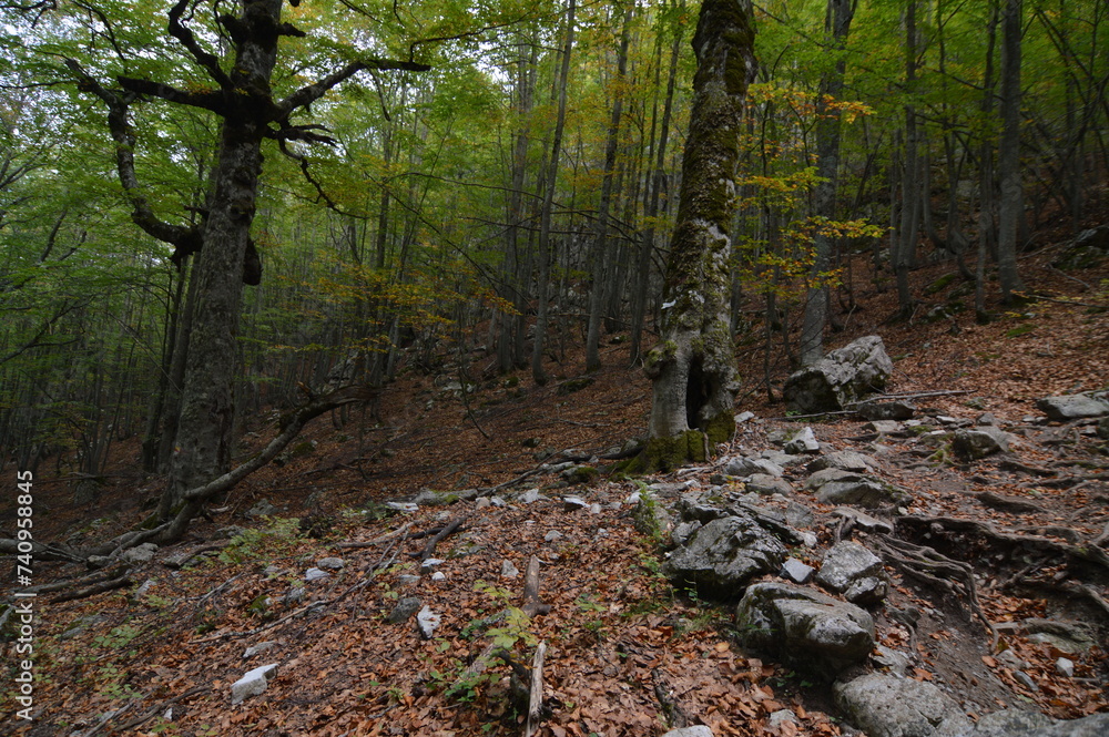 autumn in the forest autumn in the forest