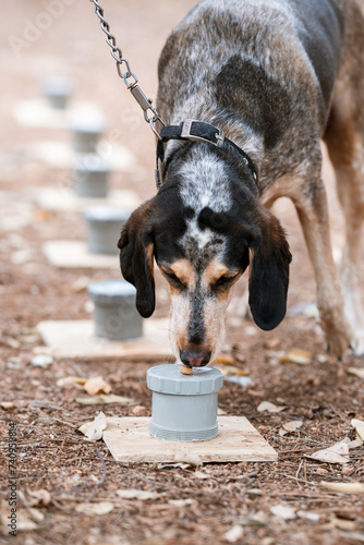 Professional training for dogs in nosework. An activity to find tasty treats by smell. Fun and interesting games with your dog. Hound dog doing nose work