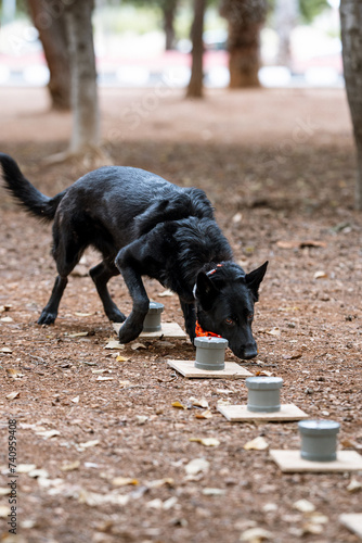 Canvas Print Professional training for dogs in nosework